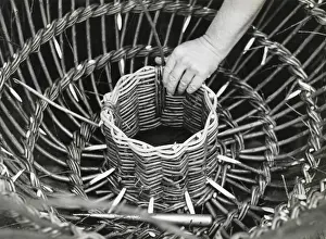 Lobster Prints: A man using withies (willow branches) to make a lobster or crab pot at Beesands