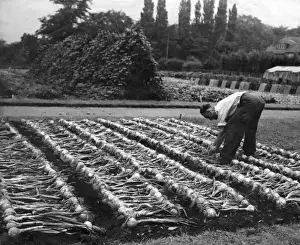 Grow Prints: Man in vegetable garden