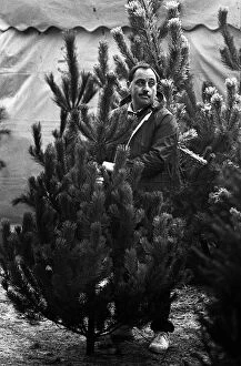 Images Dated 4th September 2019: Man waits to pay for a Christmas tree - Cannock Chase Forest