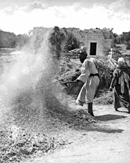 Separating Gallery: Man winnowing corn, Egypt