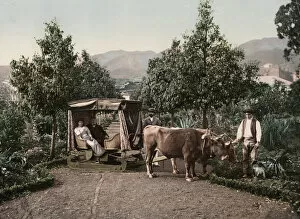 Cows Gallery: Man & woman in sledge drawn by bullocks / oxen, Madeira island