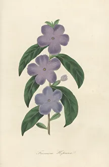 Shrub Prints: Manac, Brunfelsia uniflora