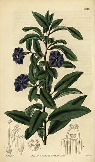 Hooker Gallery: Manaca, Brunfelsia uniflora