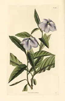 Manaca raintree, Brunfelsia uniflora