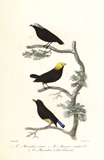Fournier Prints: Manakin species