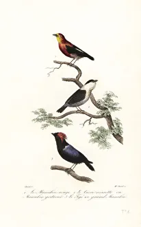Achille Richard Prints: Manakin species