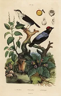Guerin Meneville Collection: Manakins, manchineel tree and mandrake