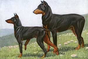 Images Dated 8th December 2011: Manchester Terrier and Dobermann Pinscher