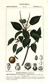 Manchineel or beach apple tree, Hippomane mancinella