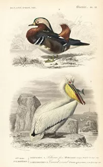 Universel Collection: Mandarin duck, Aix galericulata, and Dalmatian