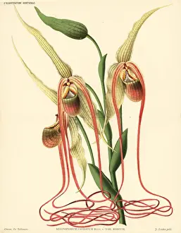 Mandarin orchid, Phragmipedium caudatum