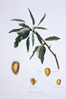 Amygdaleae Gallery: Mandorla premice, almond tree