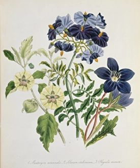 Plants/Mandragora