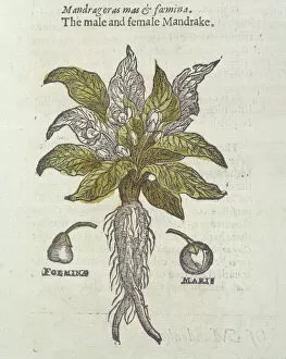 Flora Collection: Mandragora officinarum, mandrake
