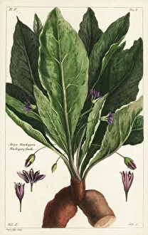 Buchoz Gallery: Mandrake, female, Mandragora officinarum