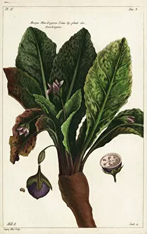 Buchoz Gallery: Mandrake, Mandragora officinarum