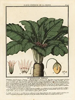Colour Printing Prints: Mandrake, Mandragora officinarum