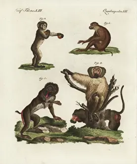 Vulnerable Prints: Mandrill, baboon, Barbary macaque and southern