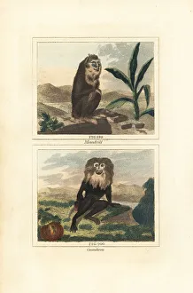 James Smith Barr Prints: Mandrill and endangered wanderoo