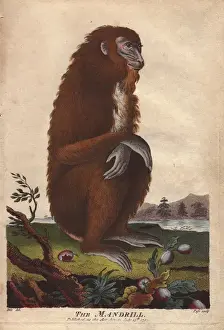 Ebenezer Prints: Mandrill, Mandrillus sphinx