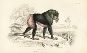 Jardines Prints: Mandrill, Mandrillus sphinx