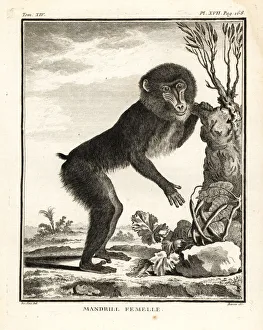 Leclerc Gallery: Mandrill, Mandrillus sphinx. Female