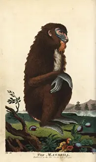 Mandrill, Mandrillus sphinx, female