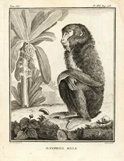 Mandrill, Mandrillus sphinx. Male