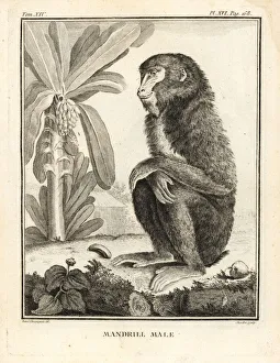 Leclerc Gallery: Mandrill, Mandrillus sphinx. Male