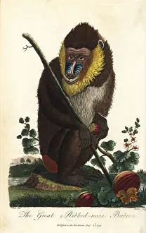 Mandrill, Mandrillus sphinx, male