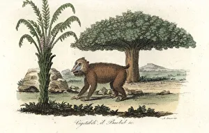 Adansonia Gallery: Mandrill (vulnerable) under a baobab tree
