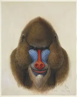 Eutheria Prints: Mandrillus sphinx, Mandrill