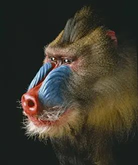 Mandrillus sphinx, mandrill