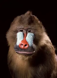 Mandrillus sphinx, mandrill