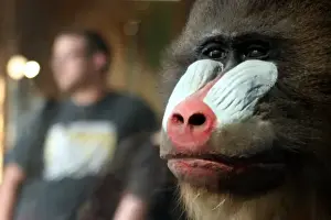 Mandrillus sphinx, mandrill
