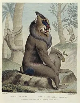 Mandrillus sphinx, mandrill