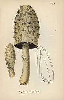 Agaric Gallery: Maned agaric, Coprinus comatus