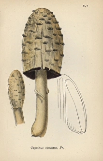 Agaric Gallery: Maned agaric, Coprinus comatus