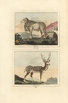 James Smith Barr Prints: Maned sheep and chital deer