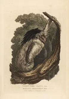 Maned sloth, Bradypus torquatus. Vulnerable