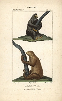 Maned three-toed sloth, Bradypus torquatus Maned three-toed sloth, Bradypus torquatus