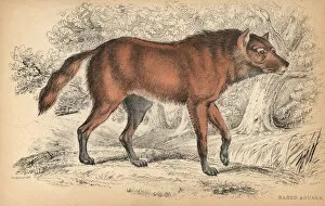 Jardine Collection: Maned wolf or Aguara Guazu, Chrysocyon brachyurus