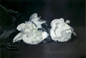 Manet Gallery: MANET, Edouard. Branch of White Peonies