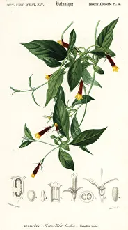 Americas Prints: Manettia luteorubra