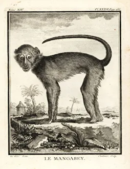 Leclerc Gallery: Mangabey species, Cercocebus species