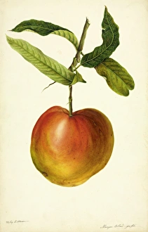 Images Dated 7th February 2013: Mangifera indica, mango
