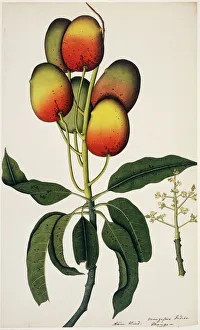 Indian Gallery: Mangifera indica, mango