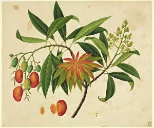 John Reeves Collection: Mangifera indica, mango