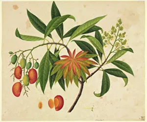 John Reeves Collection: Mangifera indica, mango