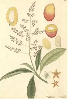 Rutaceae Collection: Mangifera sp. mango